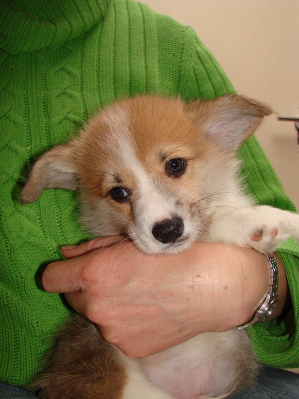 Puppies